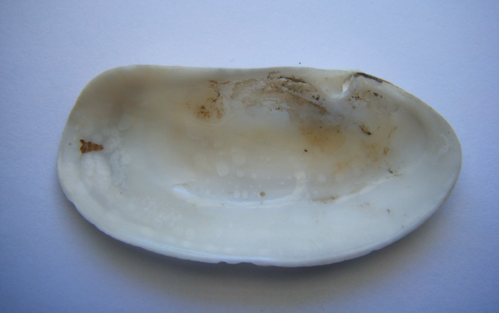 Bivalve 4 = Tapes (Ruditapes) decussatus (Linn, 1758)